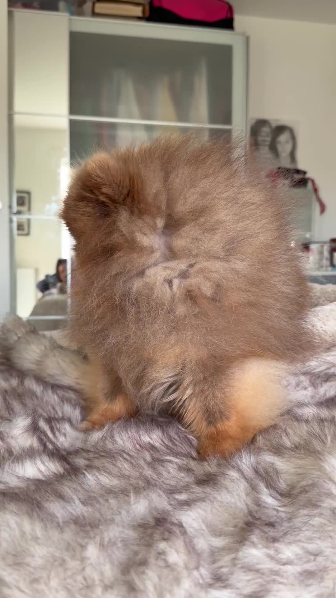 Pomeranian dogs for stud: 🐾✨ ** Lilac Tan Proven Stud Available! ✨🐾 - Video 2