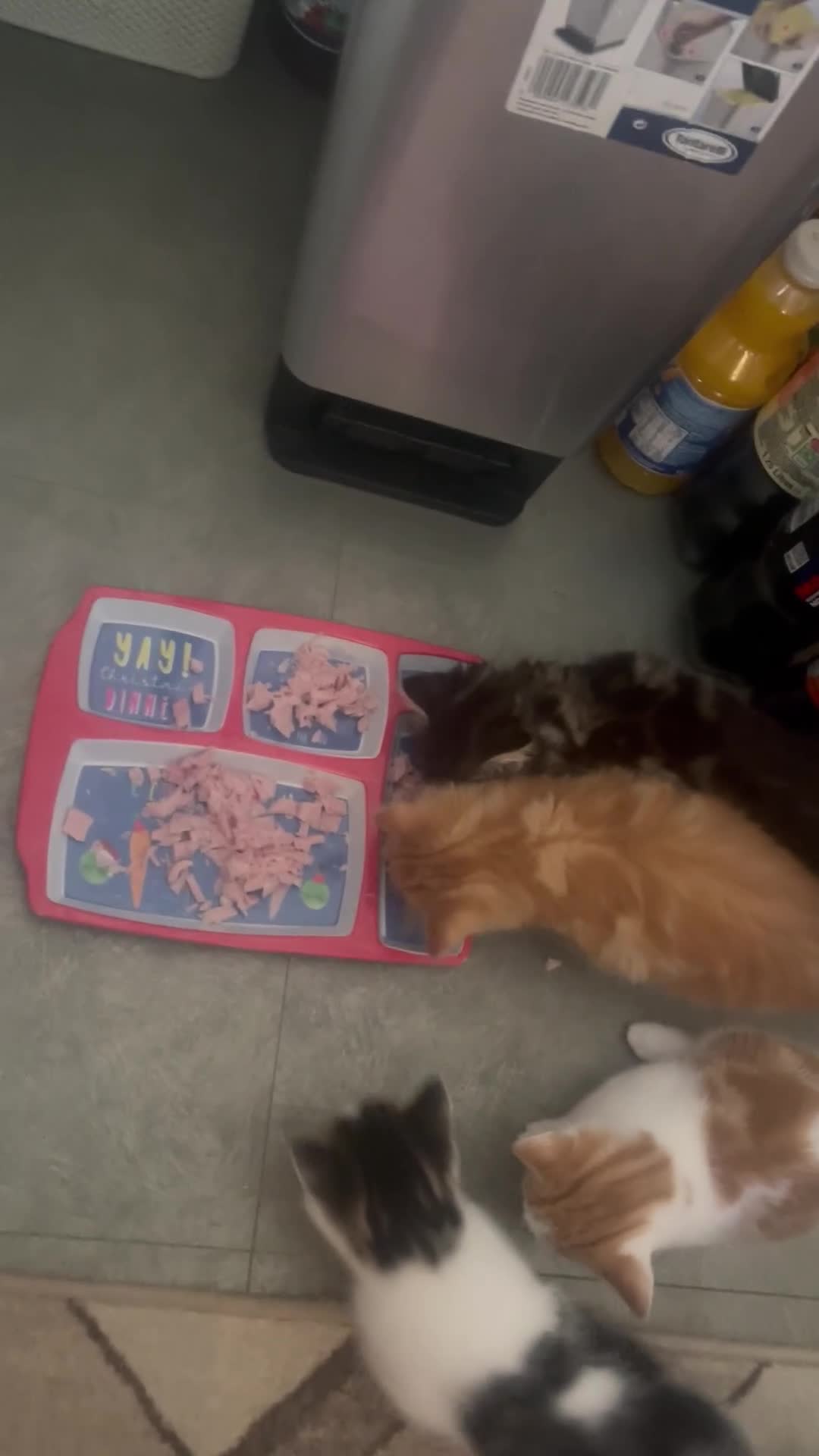 Mixed Breed cats for sale: Looking for forever home - Video 2