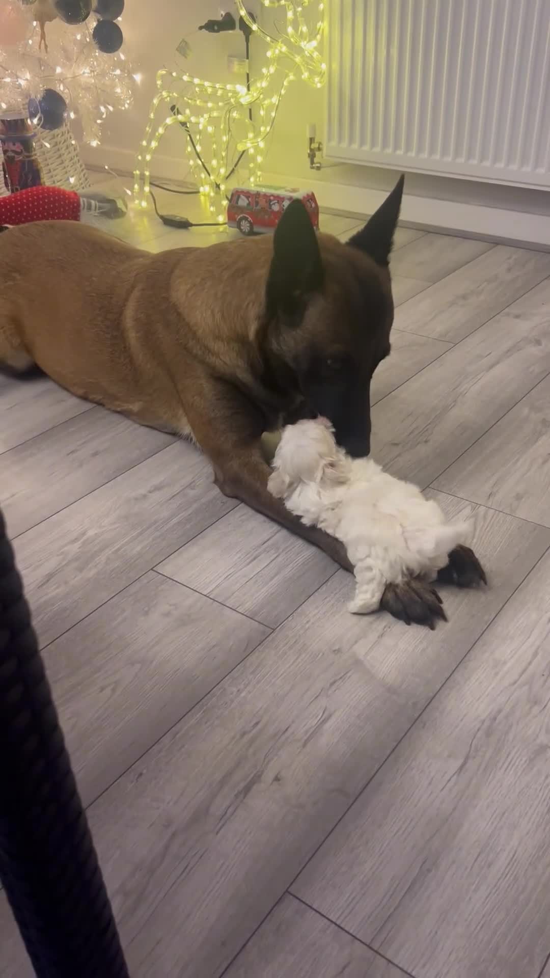 Belgian Shepherd Dog dogs for sale: Top quality Malinois puppies protectioning line - Video 2