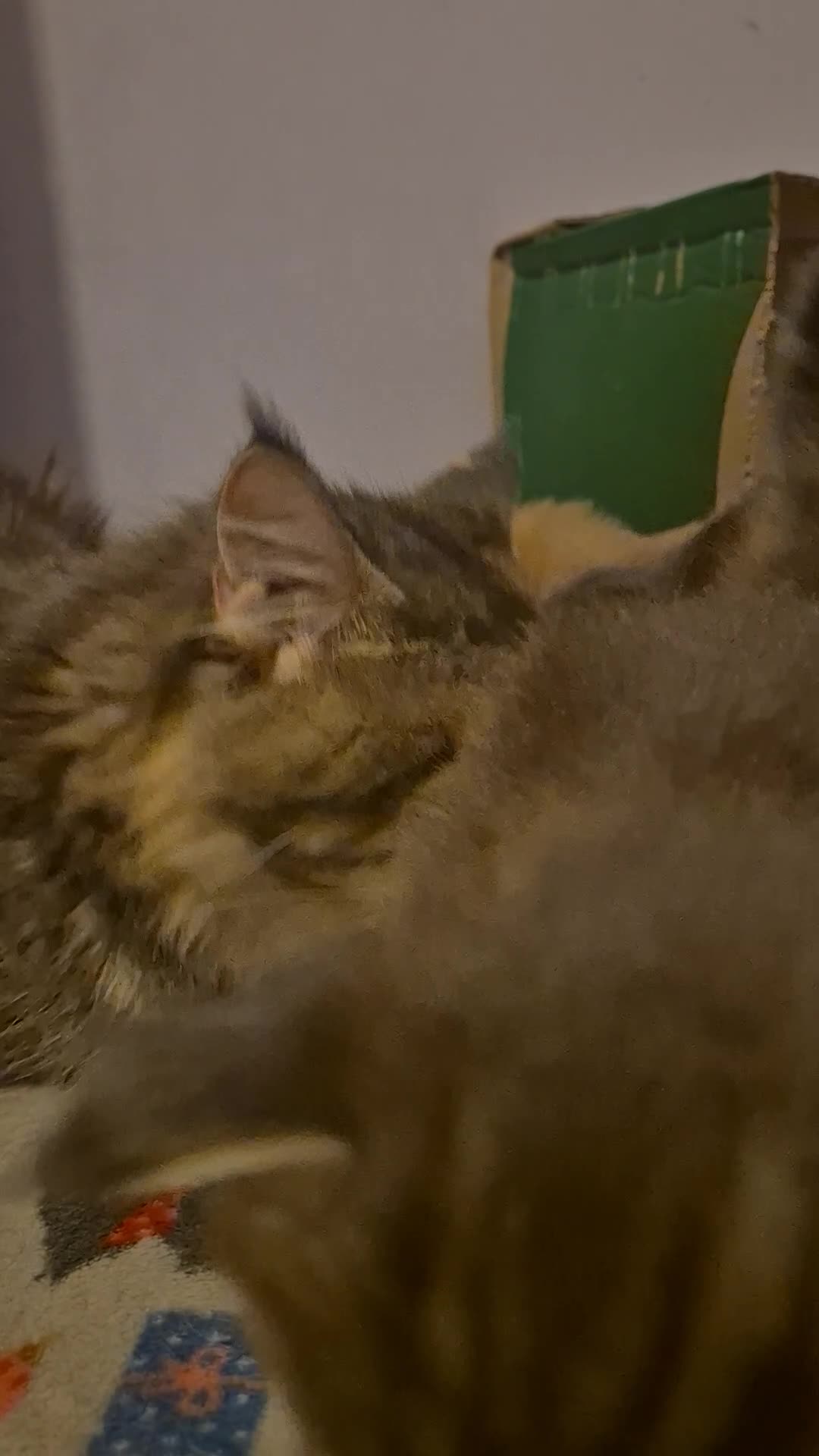 Maine Coon cats for sale: Maine Coon kittens Glasgow TICA REGISTERED  - Video 2
