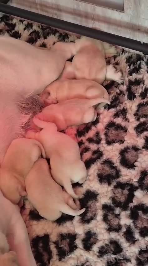 Labrador Retriever dogs for sale: Chunky Yellow puppies arrived 29th October. - Video 1