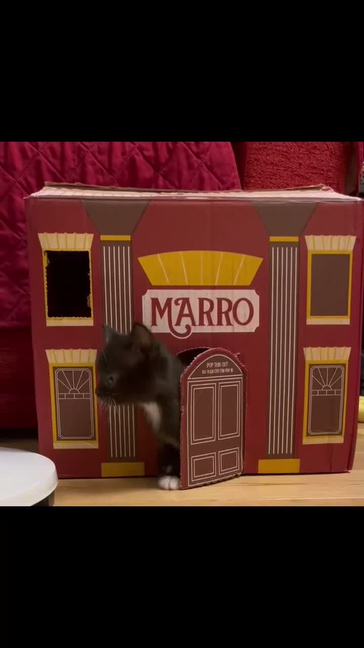 Mixed Breed cats for sale: 2 lovely female kittens  - Video 1