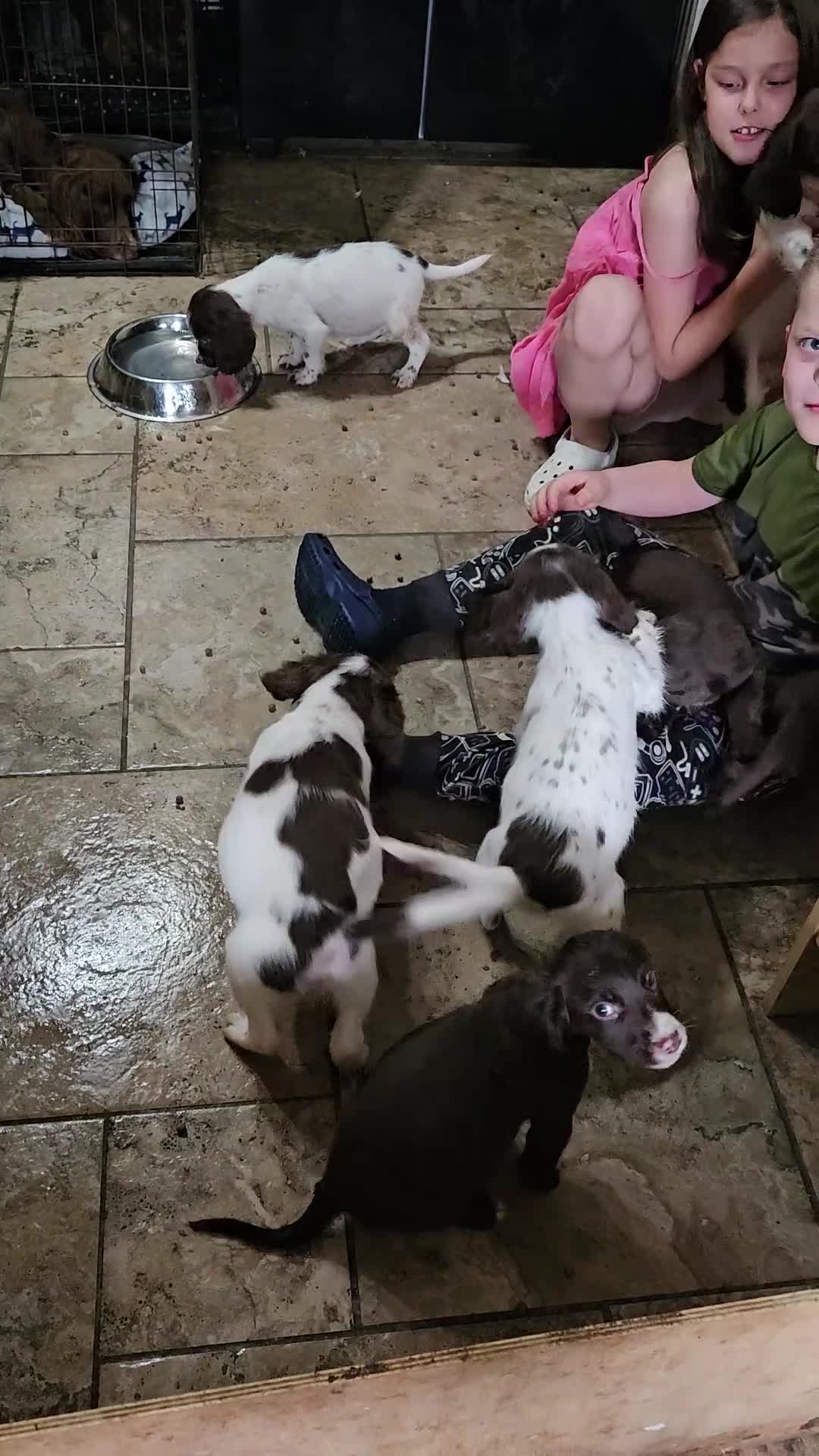 Sprocker dogs for sale: 7 stunning sprocker pups LAST 3 BOYS - Video 2