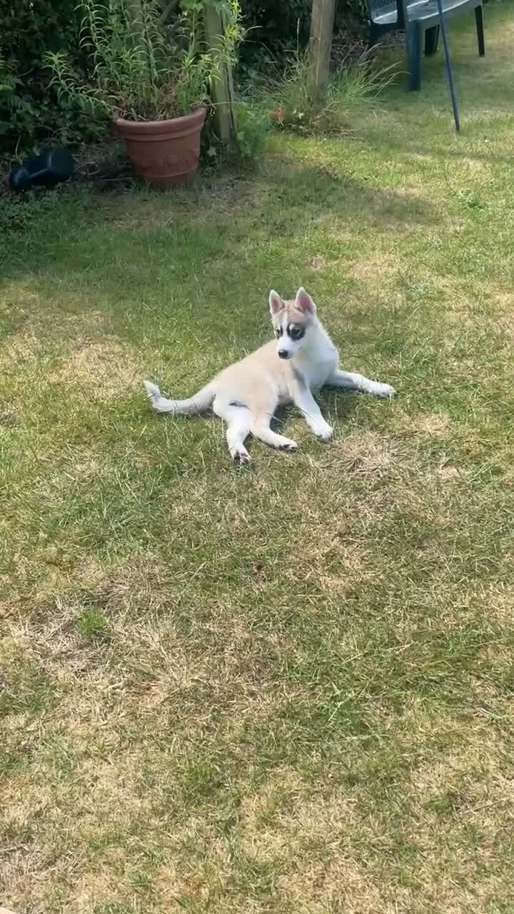 Huskita dogs for sale: Siberian Husky/Huskita Puppy - Video 1