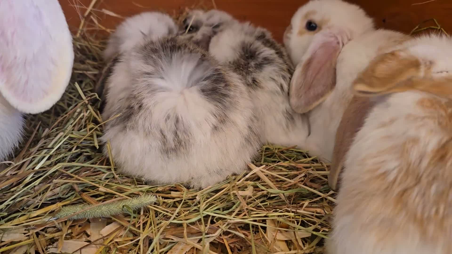 Mixed Breed rabbits for sale: Angora x French lop bunnies - Video 1