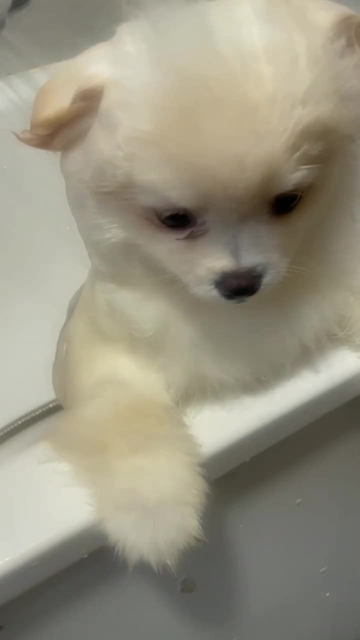 Pomeranian dogs for sale: ALIK  - Video 1