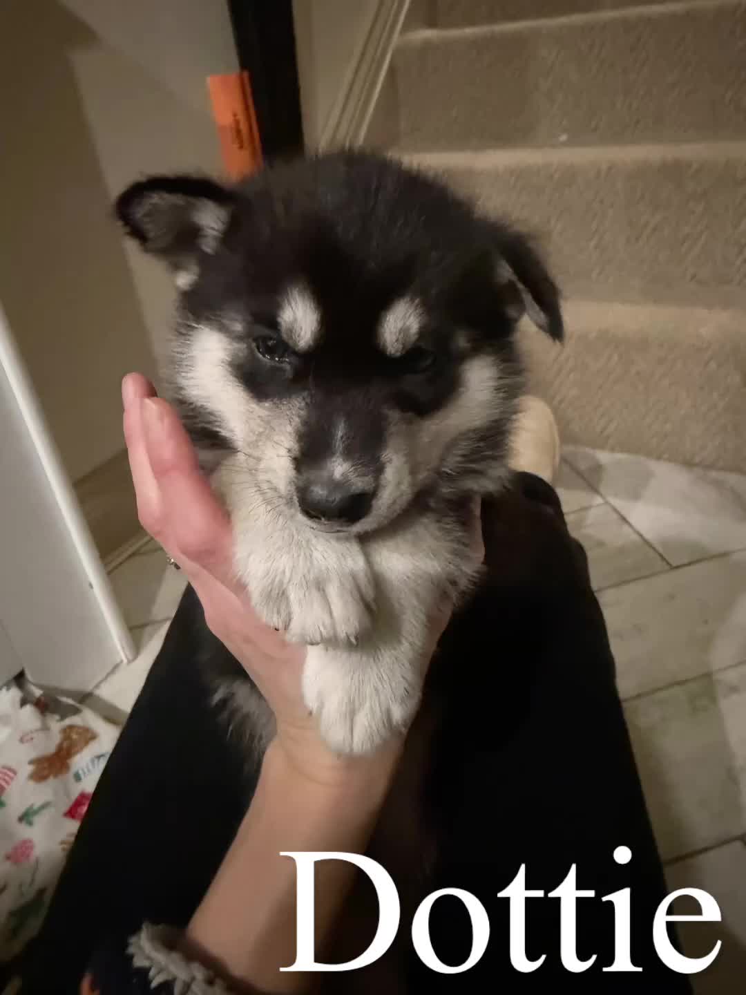 Siberian Husky dogs for sale: Siberian huskies for sale - Video 3