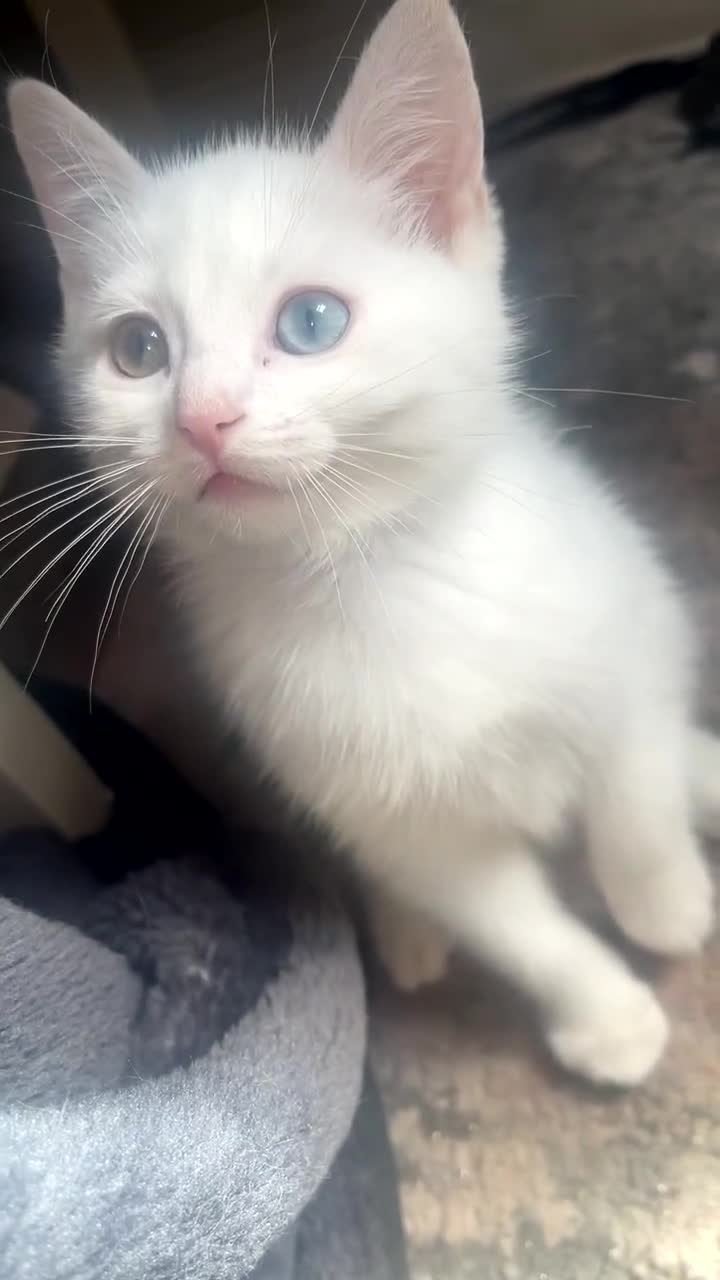 Ragdoll cats for sale: Ragdoll X British Shorthair Kittens - Video 1
