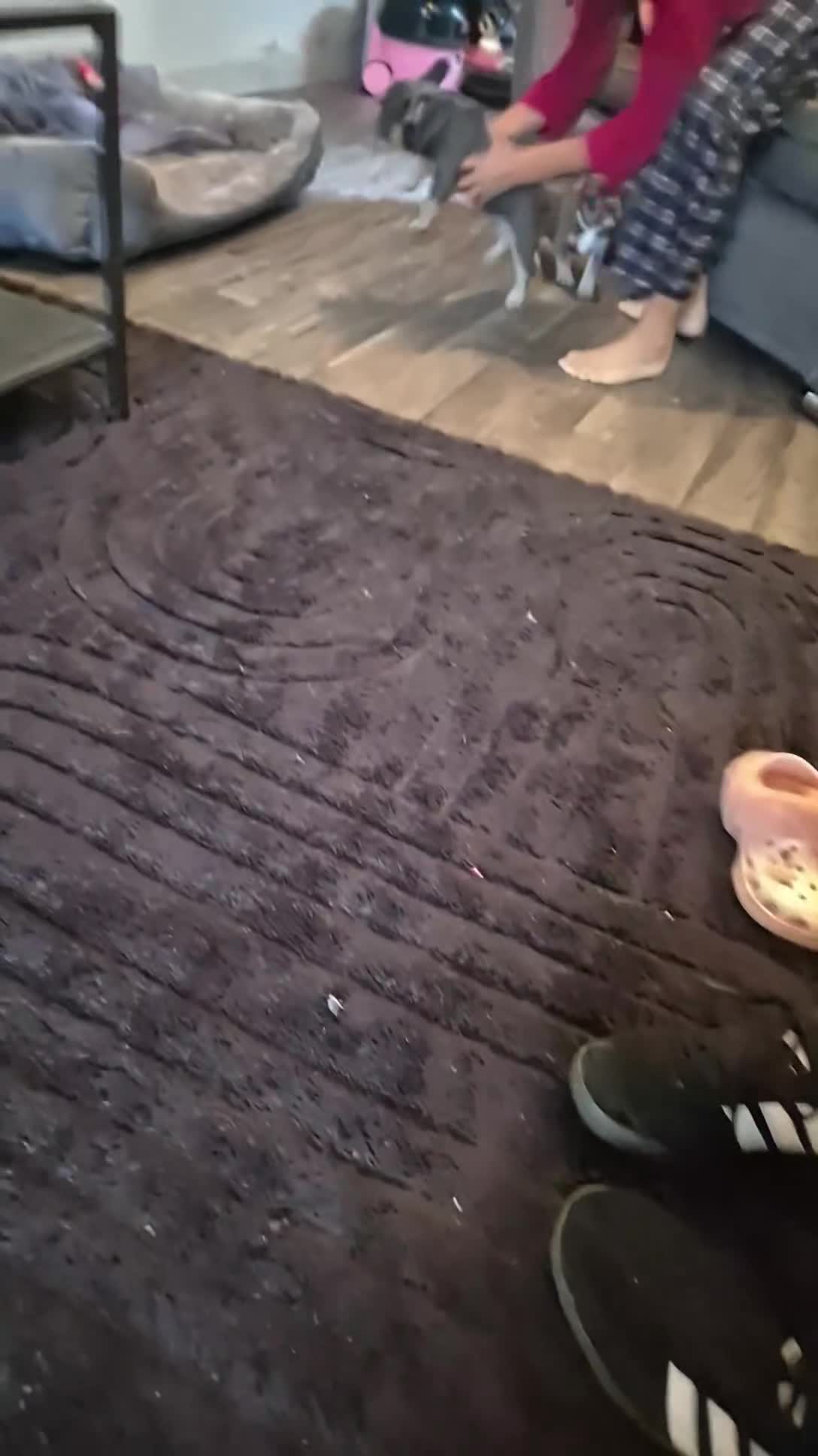 French Bulldog dogs for sale: Three KC registered French bulldogs  - Video 4