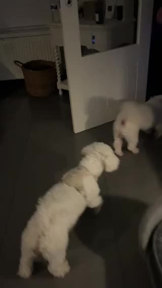 Bichon Frise dogs for sale: 🐶 Pure Bichon Frise Puppies for Sale 🐶 - Video 2