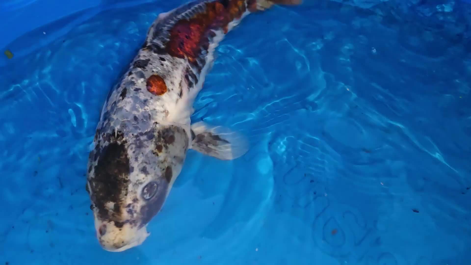 Koi Carp fish for sale: Japanese koi  - Video 1