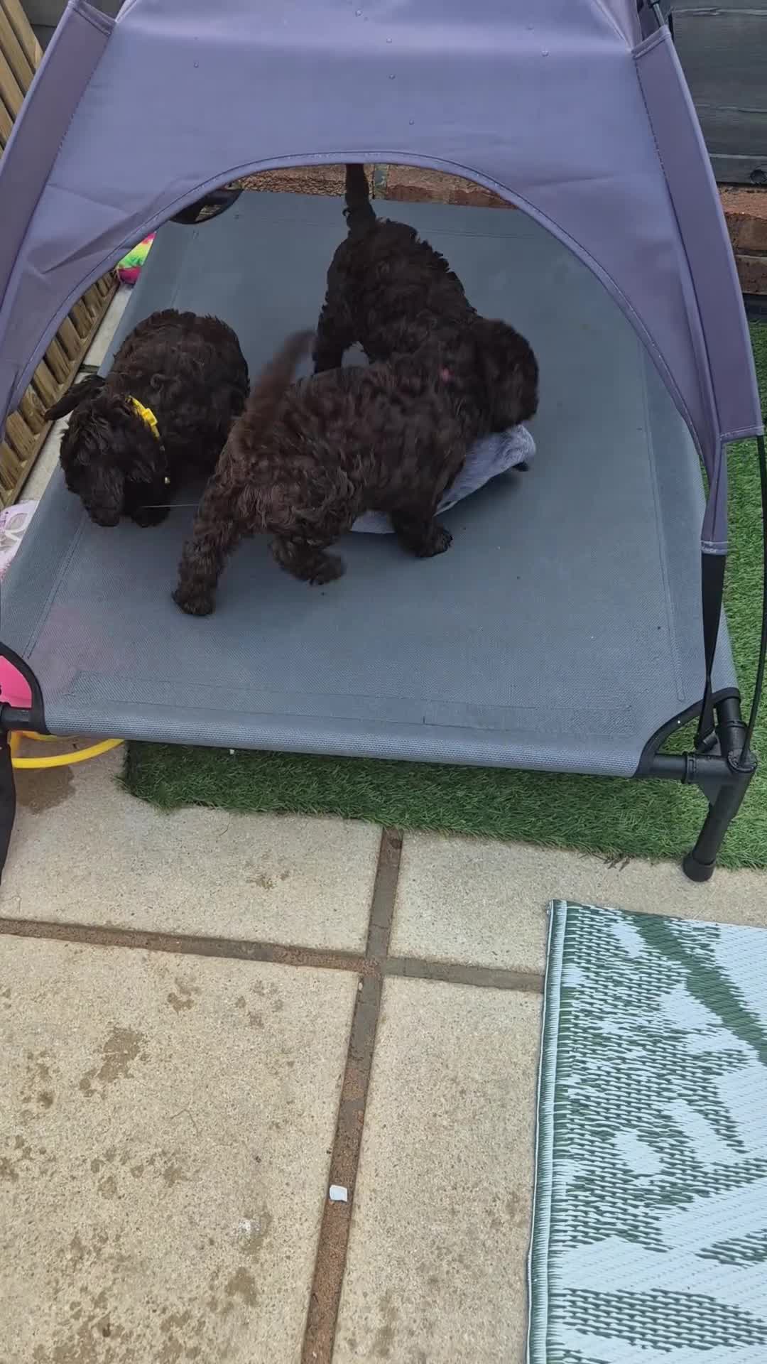 Cavapoo dogs for sale:  Rare Mini f1 chocolate cavapoo - Video 1
