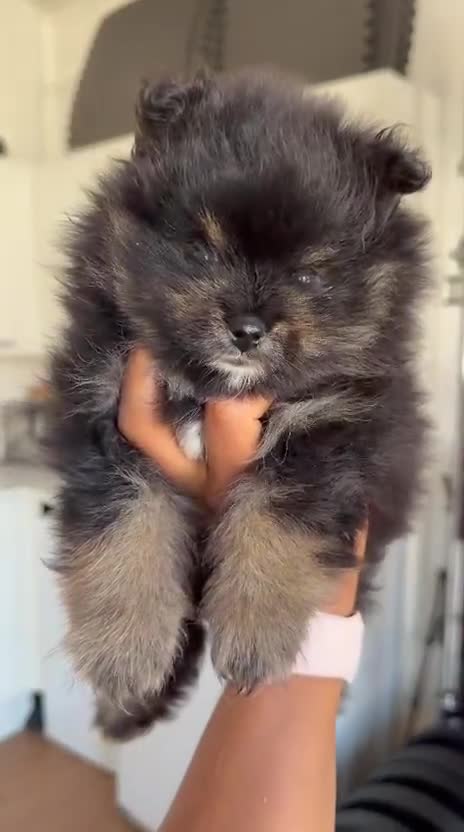 Pomeranian dogs for sale: Beautiful Black & Tan Teddy Bear Pomeranian Puppy  - Video 1