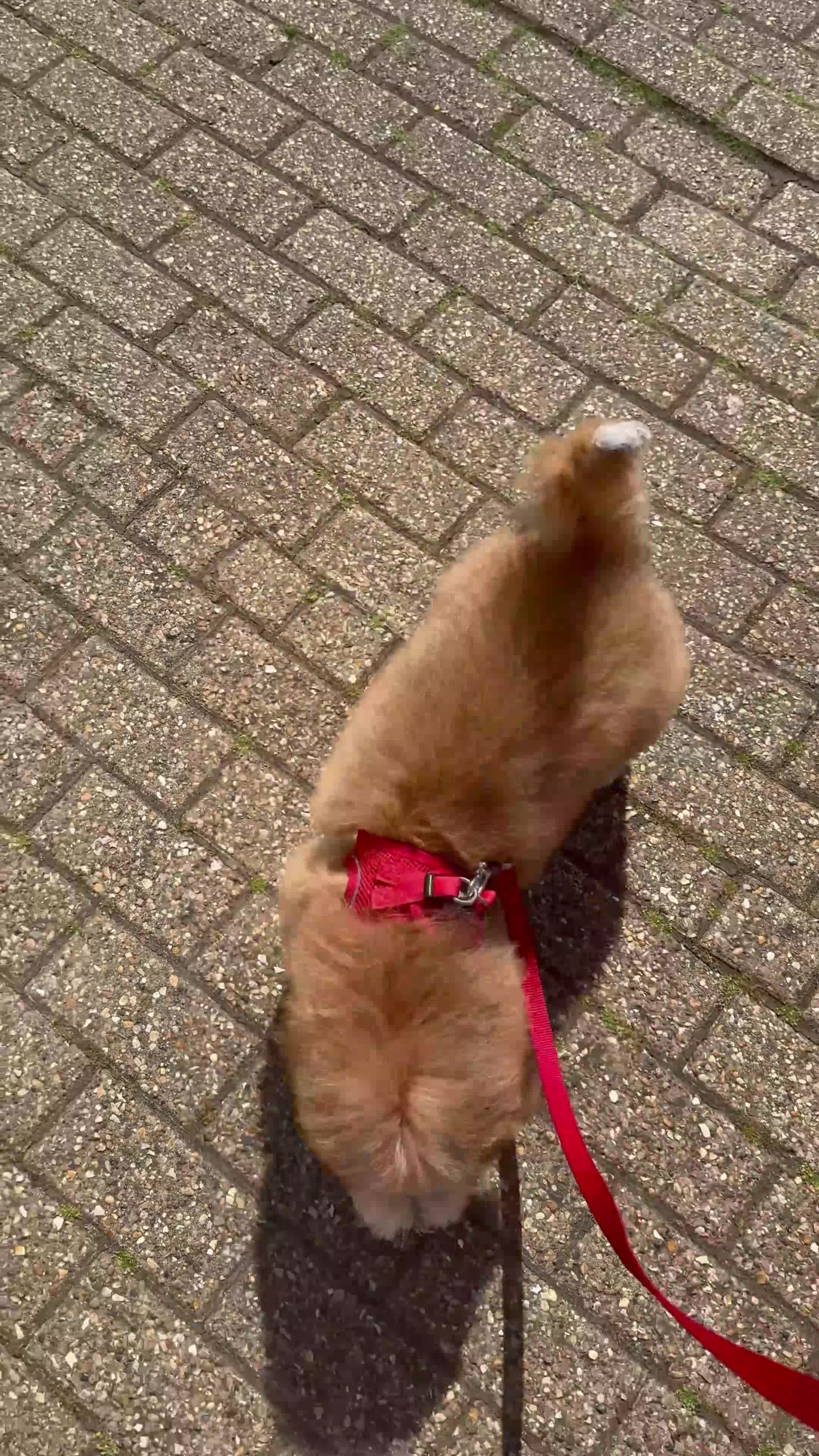 Maltipoo dogs for sale: Maltipoo Male - Video 5