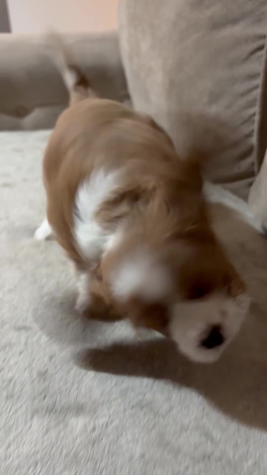 Cavalier King Charles Spaniel dogs for sale: Beautiful Cavalier King Charles Puppies - Video 1