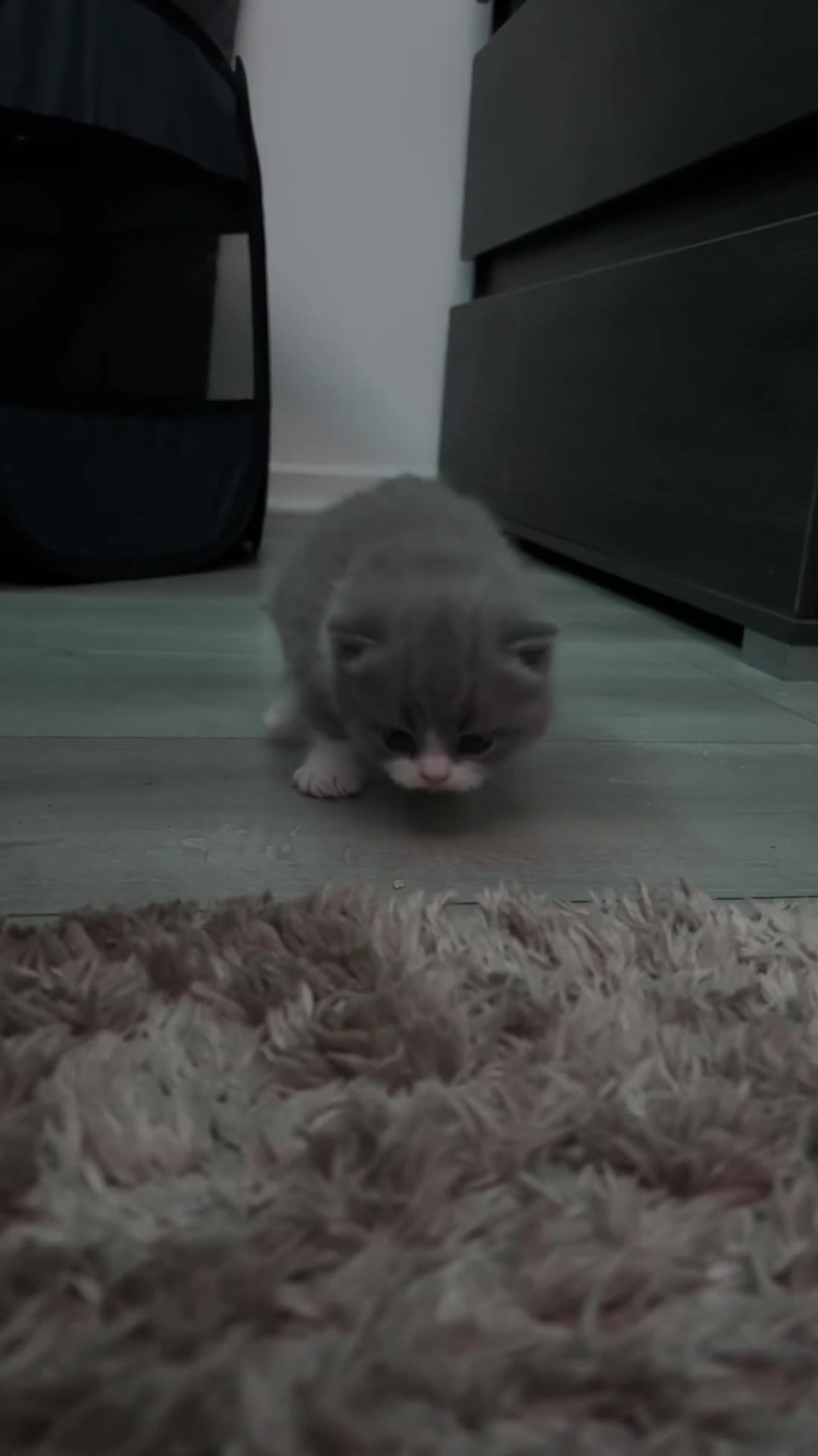 British Shorthair cats for sale: ❤️Beautiful British Shorthair❤️ - Video 1