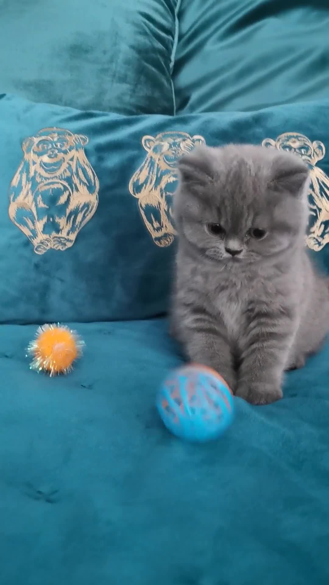 British Shorthair cats for sale: BSH🇬🇧👑🇬🇧💙British Shorthair girl😻💙 Gccf  - Video 2