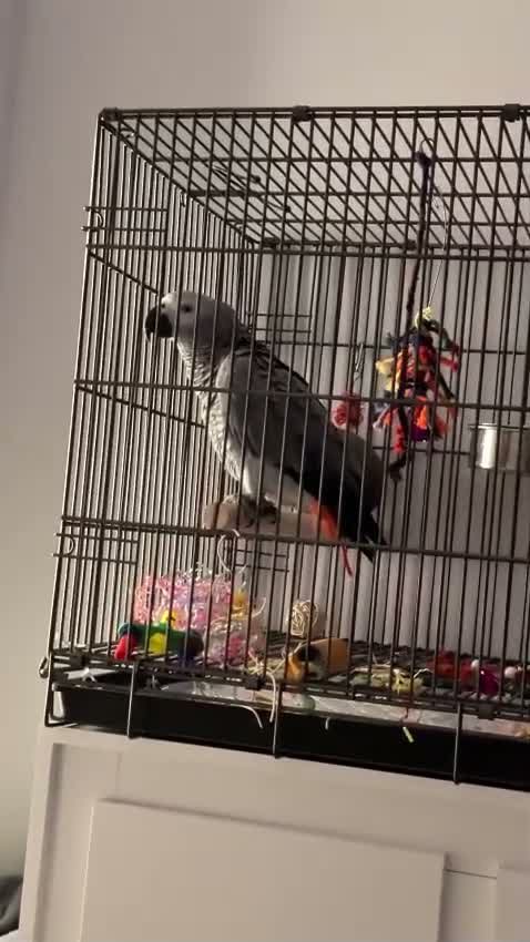 Parrots birds for sale: 11 month african grey - Video 1