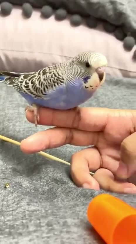 Budgerigars birds for sale: Beautiful tame baby budgies for sale  - Video 4