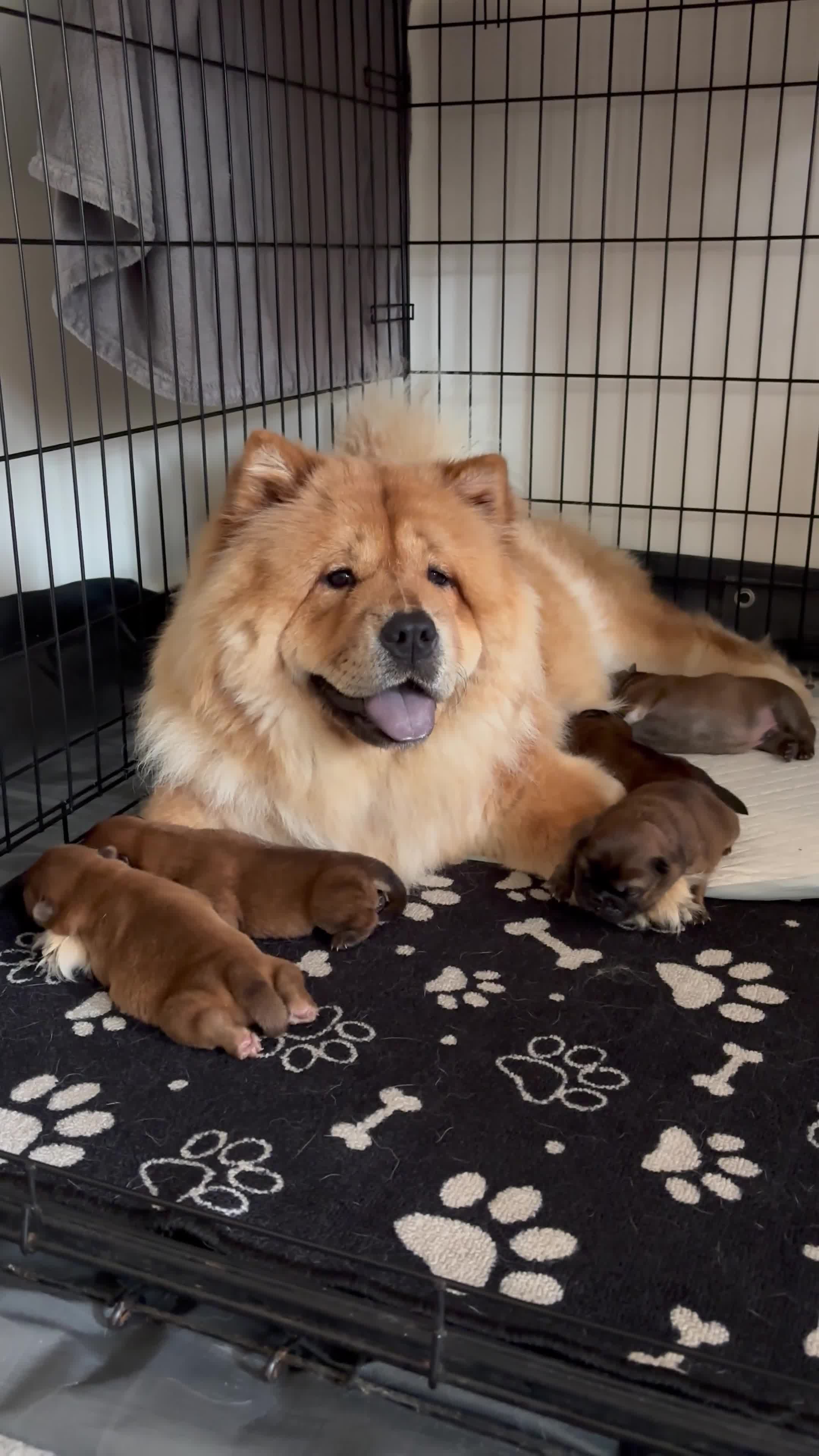 Chow Chow dogs for sale: 🐾 Chow Chow Puppies – Lilac & Chocolate Tones 🐾 - Video 2