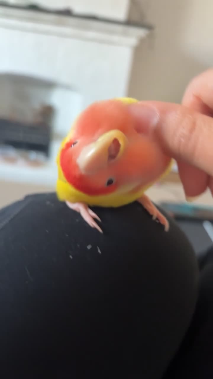 Lovebirds birds for sale: Lovebird  - Video 4