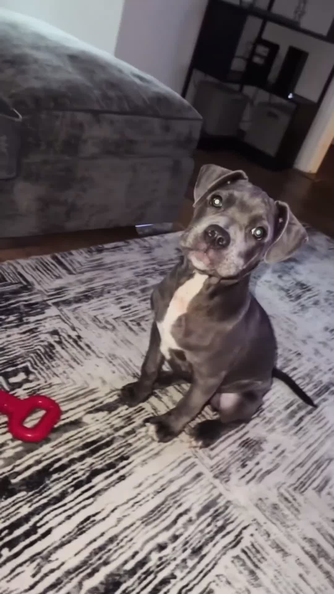 Mixed Breed dogs for sale: 4 Month Cane Corso  - Video 2