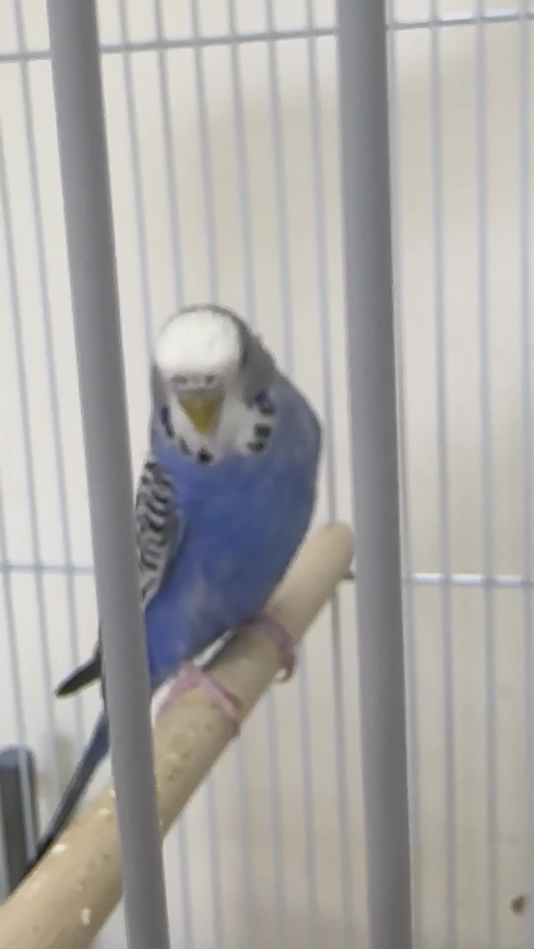 Budgerigars birds for sale: Blue Healthy budgie  in London - Video 1