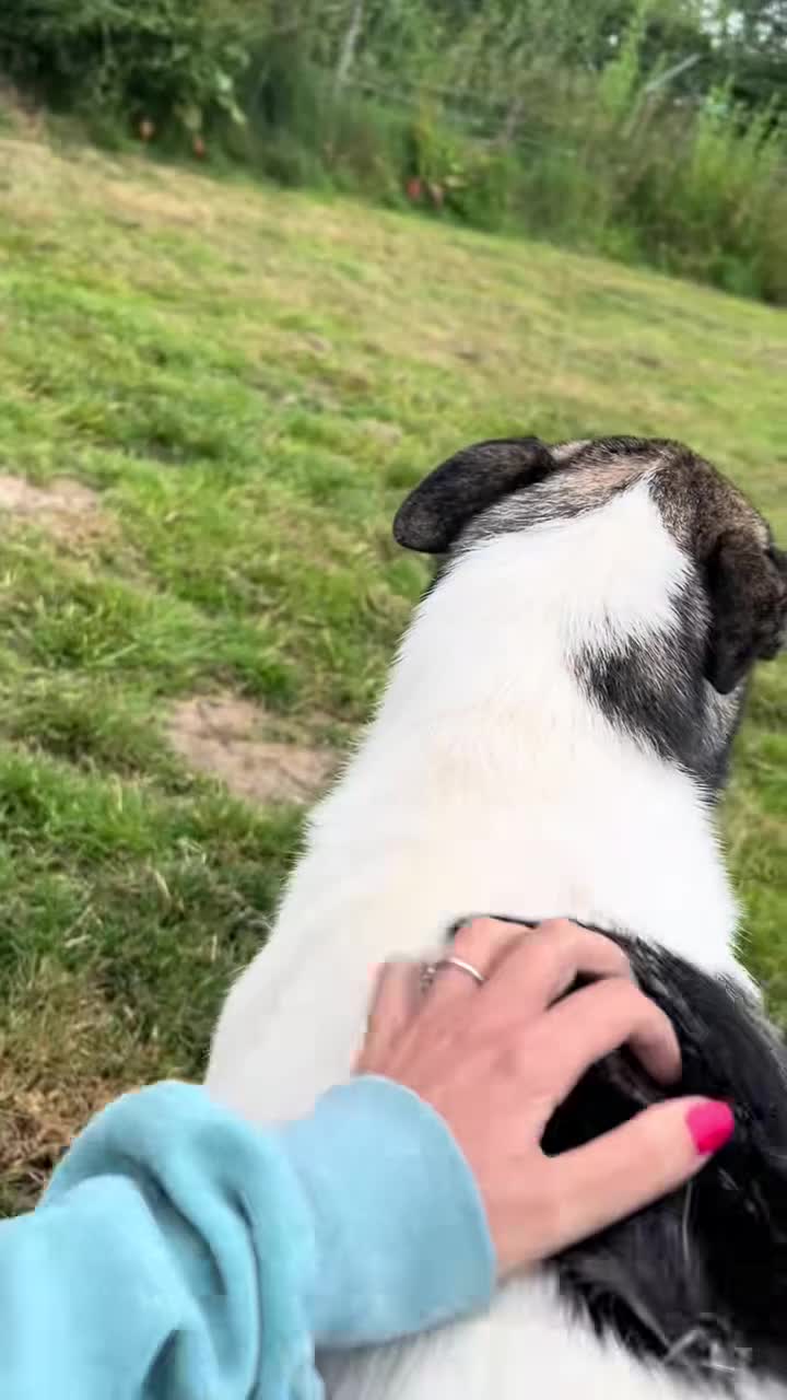 Mixed Breed dogs for adoption: Daisy - loves so hard. She just wants the same in Kidderminster - Video 2