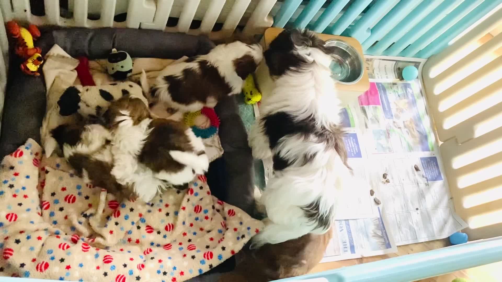 Shih Tzu dogs for sale: 🌟HEALTH TESTED~VACCINATED~ MICROCHIPPED 🌟 - Video 1