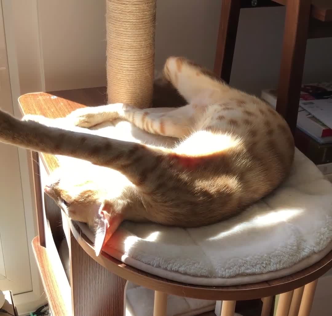 Mixed Breed cats for sale: Chatty ginger spotted playful kitten - Video 2