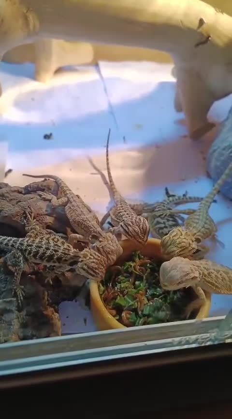 Bearded Dragon reptiles for sale: Baby bearded dragons £45 per baby  - Video 1