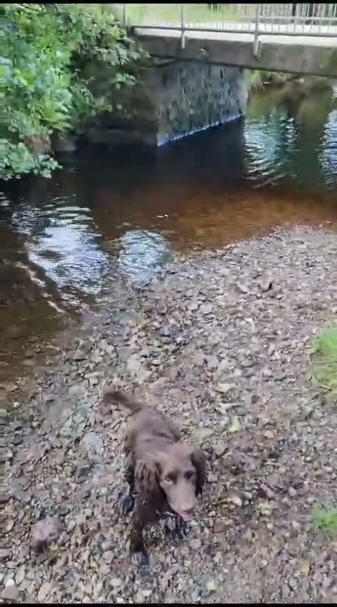 Cocker Spaniel dogs for adoption: CORRIE Foster-to-Adopt Cornwall/Devon/SomersetBord - Video 5
