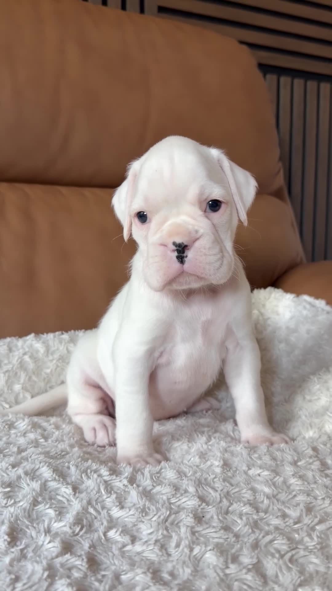 Boxer dogs for sale: Kc Beautiful white girl boxer puppy   - Video 3