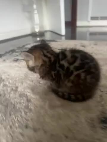 Mixed Breed cats for sale: Beautiful Bengal Ragdoll Mix Kittens for Sale - Video 2