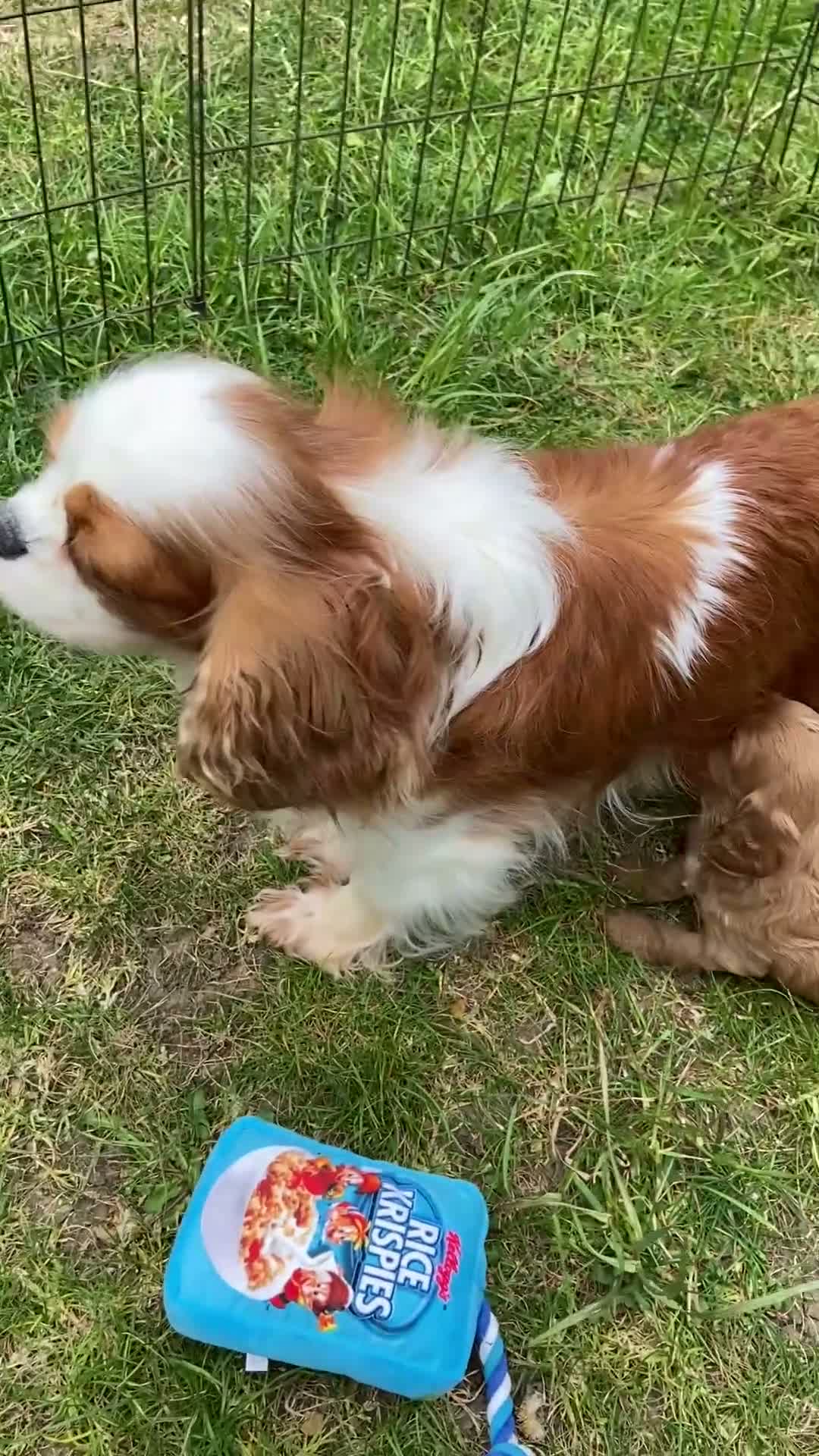 Cavapoo dogs for sale: Cavapoo pups from HEALTH TESTED KC parents in Ashford - Video 1