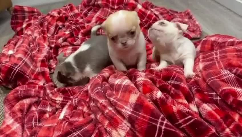 Chihuahua dogs for sale: KC registered chihuahua amazing green eyes  - Video 4