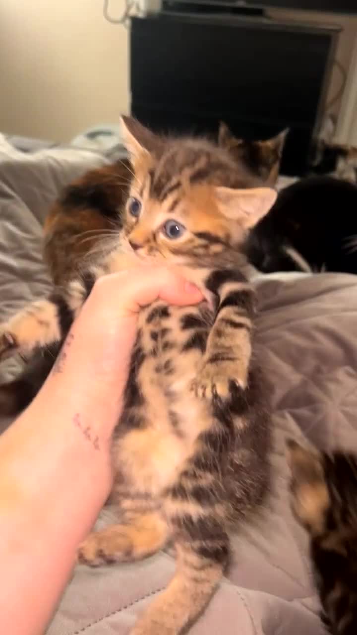 Mixed Breed cats for sale: Kittens  - Video 1