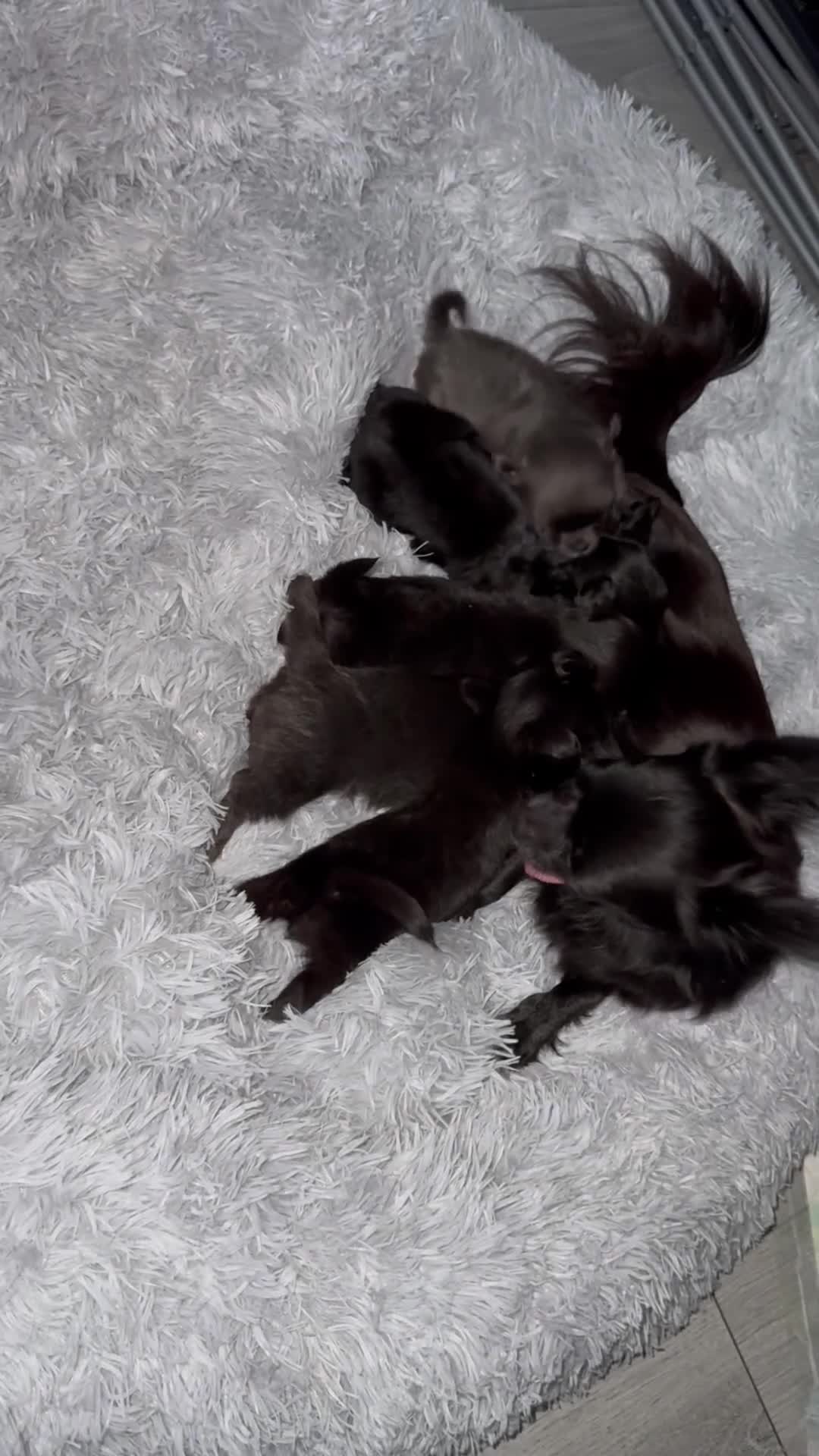 Chihuahua dogs for sale: Long coat Chihuahua puppies - Video 3