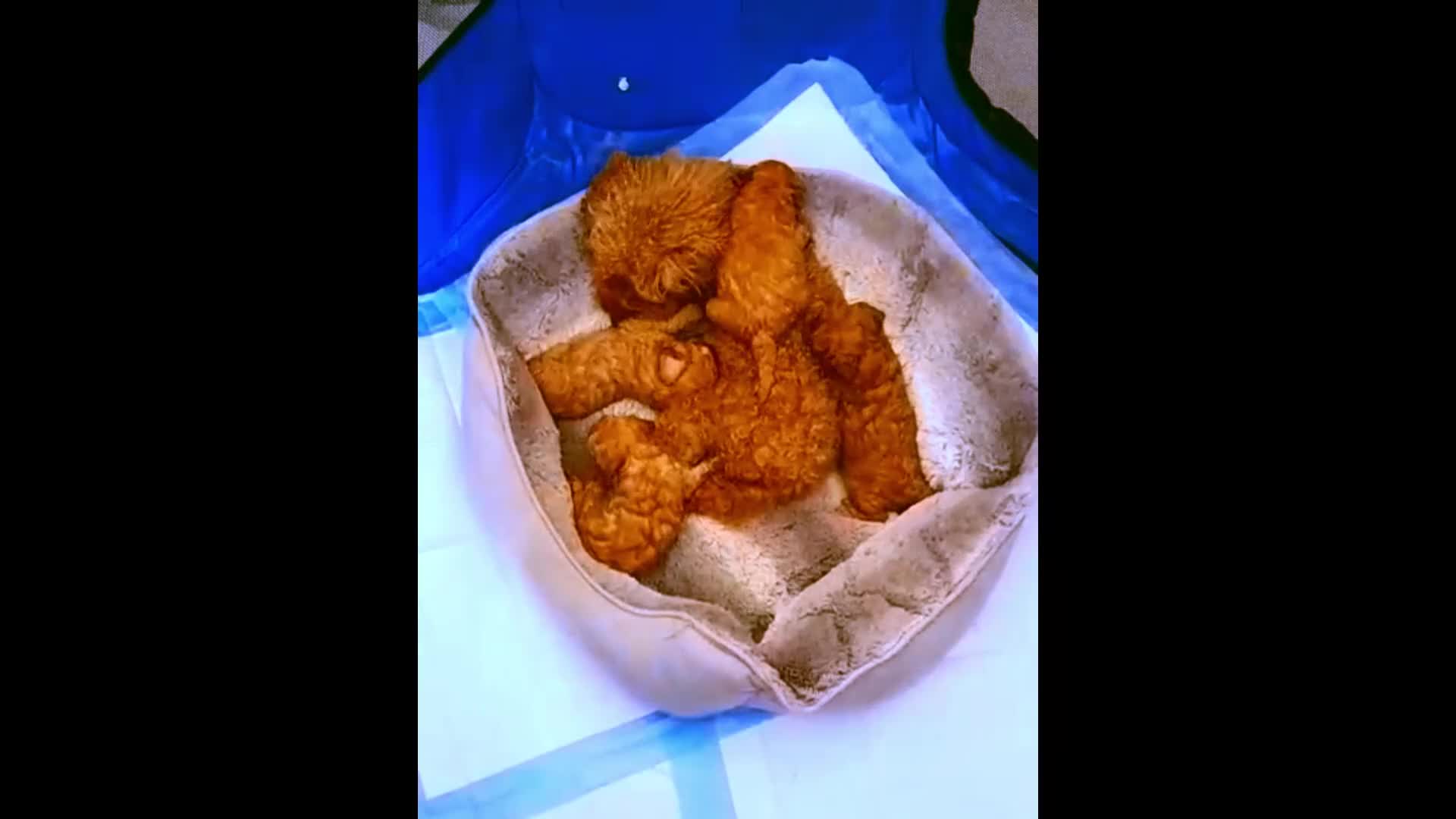 Toy Poodle dogs for sale: Astonishing! High Quality! Puppies! - Video 1