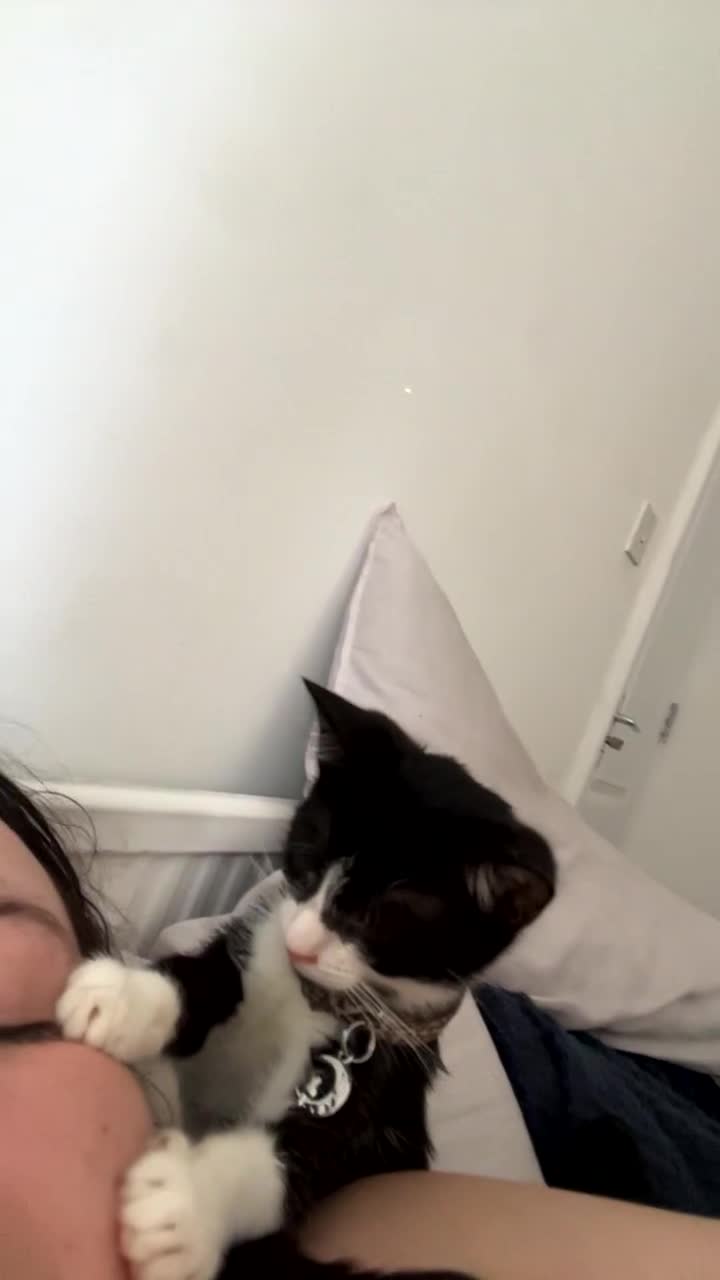 Aegean cats for sale: Kitten for sale need gone ASAP  - Video 4
