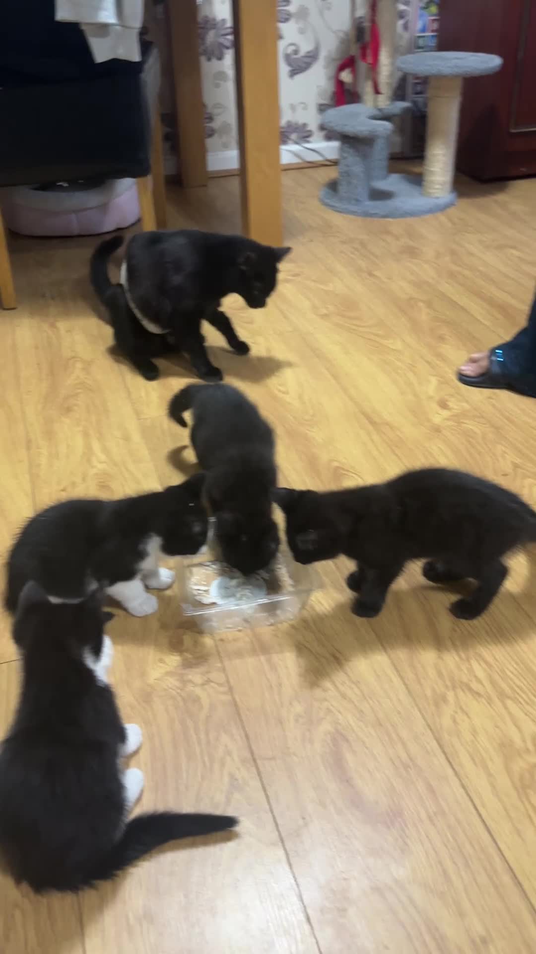 Domestic Shorthair cats for sale: Kitten for sale  - Video 1