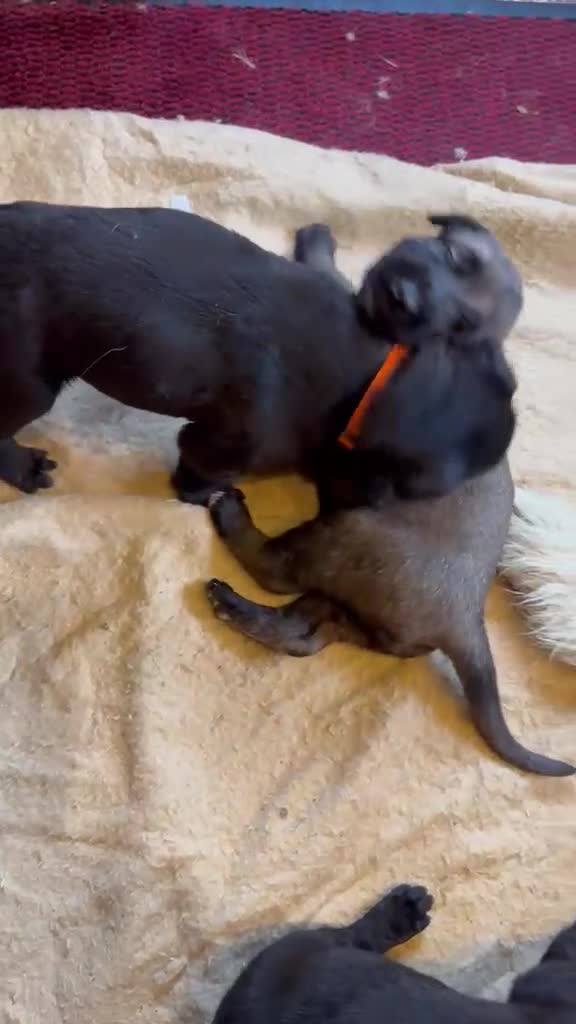 Irish Wolfhound dogs for sale: Irish wolfhound  - Video 2