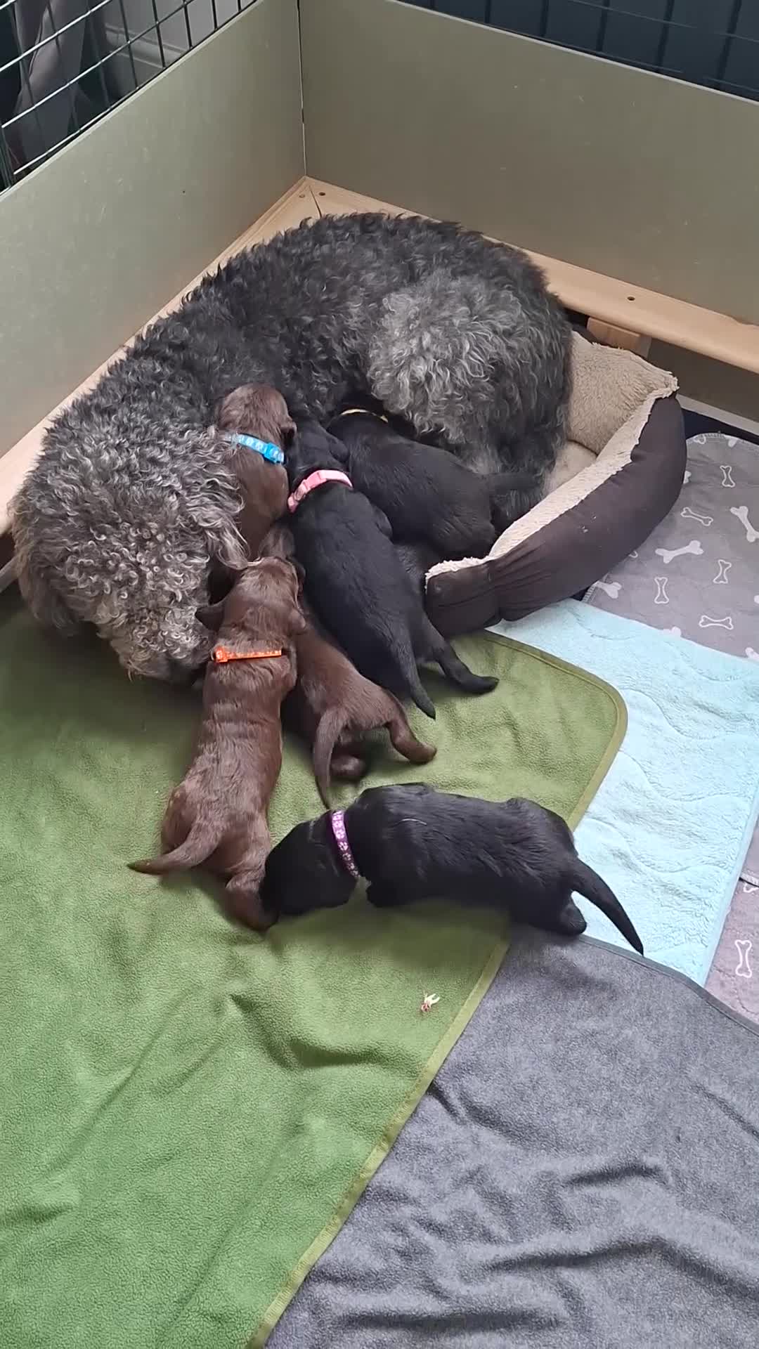 Labradoodle dogs for sale: Beautiful F3b labradoodle puppies in Ipswich - Video 3