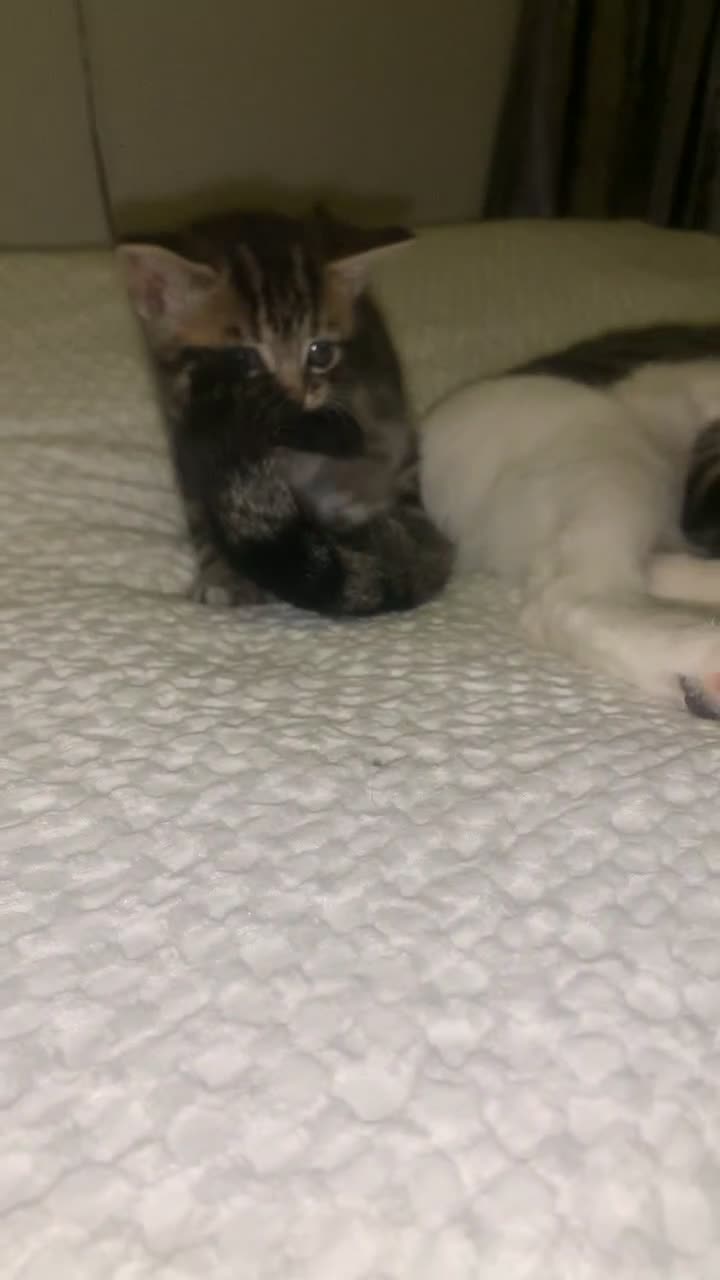 British Longhair cats for sale: 3 tabby kittens - Video 1