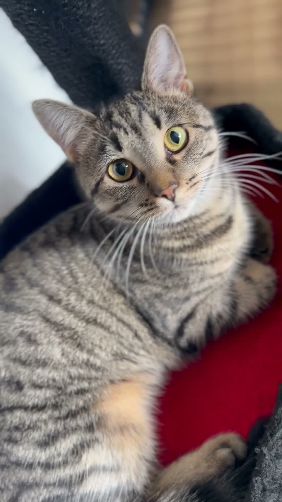 Mixed Breed cats for sale: NEED REHOMED ASAP black Kitten & junior tabby - Video 2