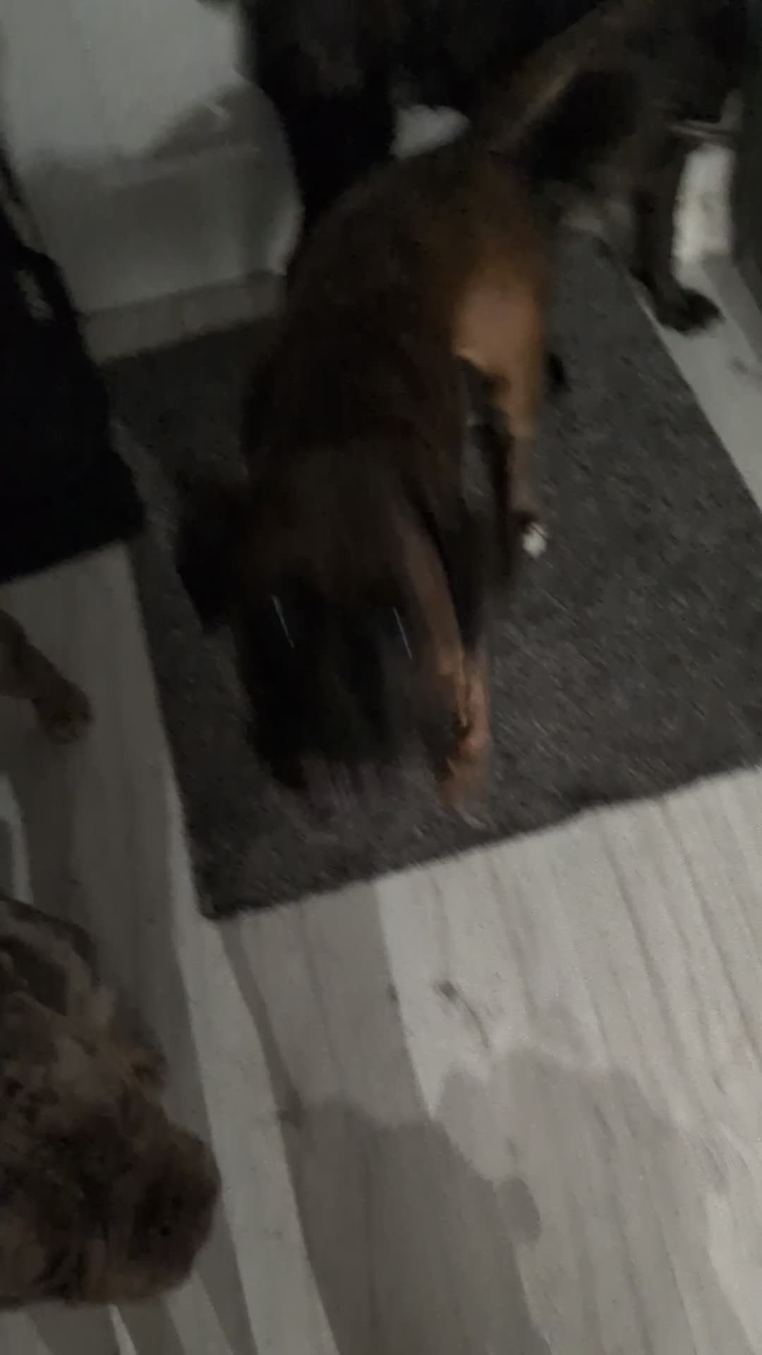 Boxer dogs for sale: Dotty in High Wycombe - Video 1