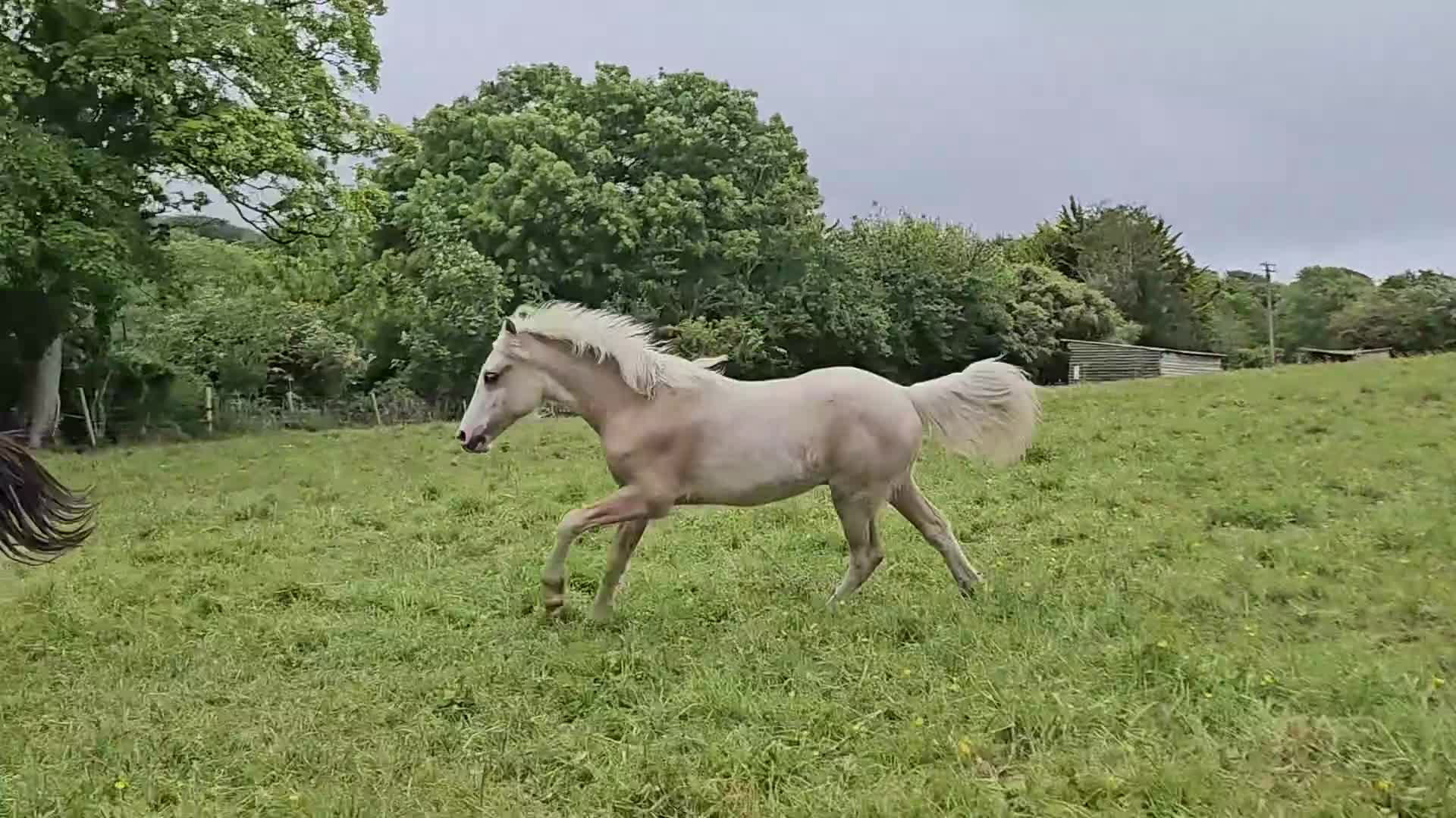 Welsh Section D horses for sale: Palomino Welsh pb colt  - Video 1