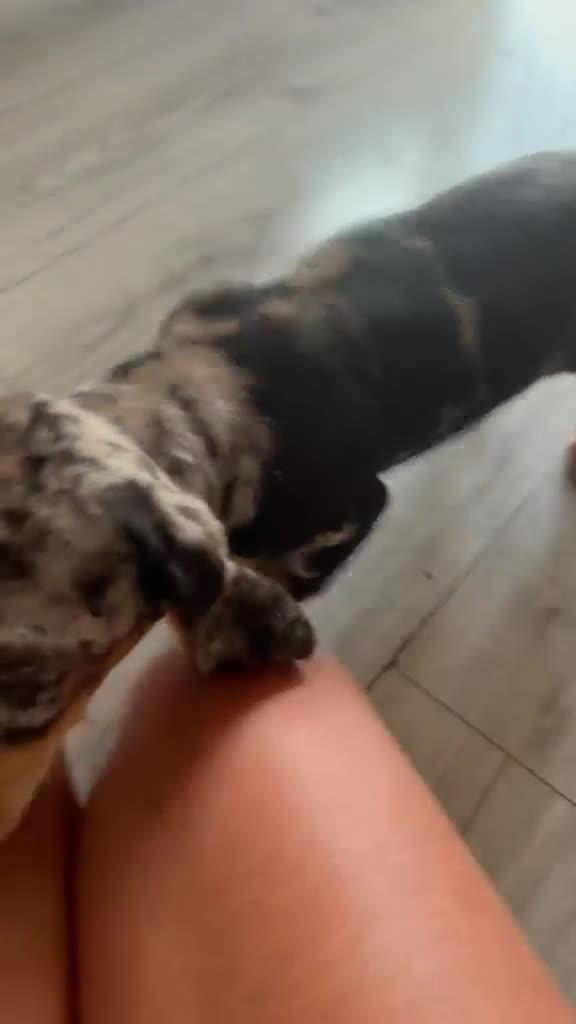 Mixed Breed dogs for sale: Ready✨F1 dockers 1 girl left due to no show  - Video 2