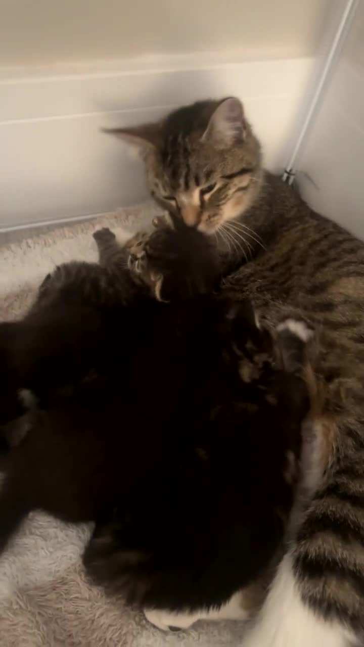 Mixed Breed cats for sale: 4 little bundles of Joy 🫶🏼  in Stafford - Video 3