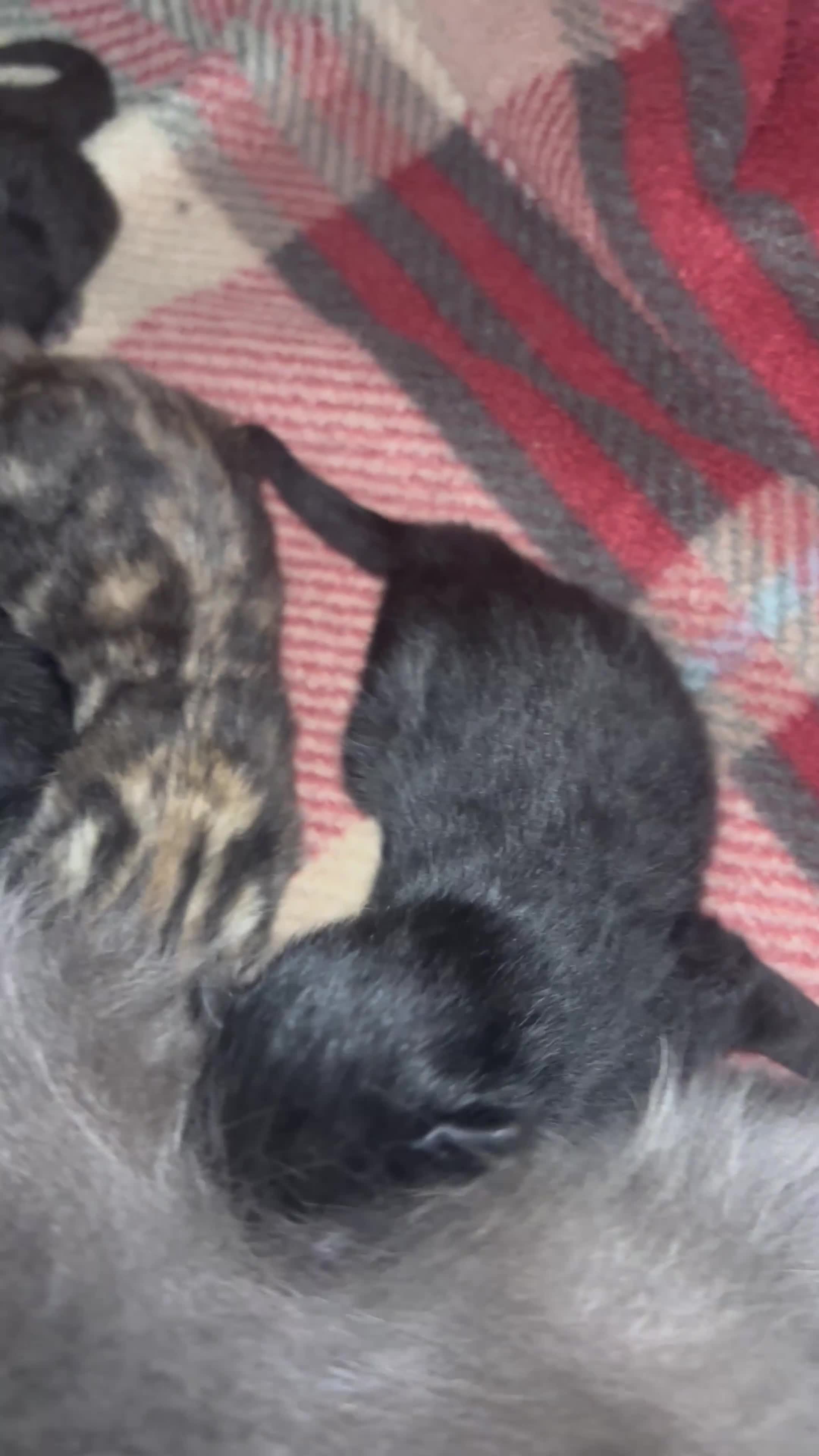 Brazilian Shorthair cats for sale: Beautiful Brazilian Shorthair Kittens - Video 3